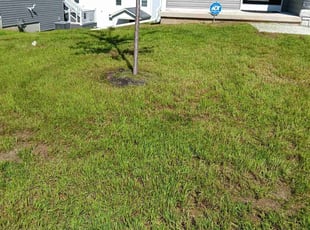 Amy P.'s Lawn Mowing service result