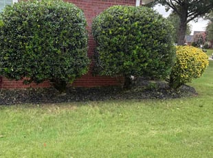 Bush Trimming by Destiny Kelly for Jan A. in Madison, AL