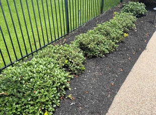 Weeding by Edwin Fernandez for Mike B. in Houston, TX