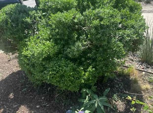 Bush Trimming by Jose Loza for Patrick N. in Austin, TX