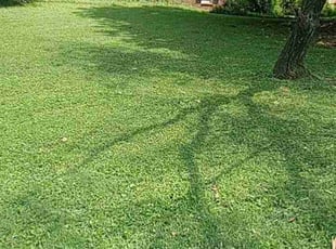 Dan M.'s Lawn Service service result