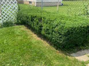 Bush Trimming by Darren Breen for Debbie N. in Buffalo, NY