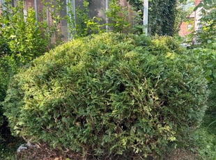 Bush Trimming by Adam Elkadri for Christi C. in Detroit, MI