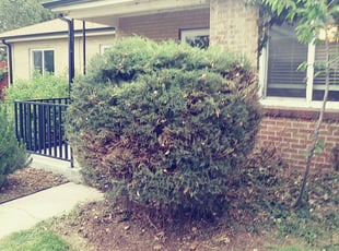 Bush Trimming by Marsha Fosnight for Julie L. in Denver, CO