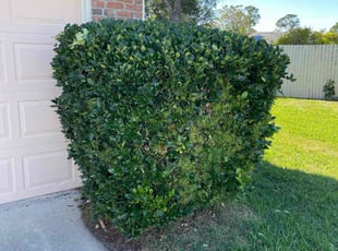 Bush Trimming by Vee Primus for Sherri G. in Jacksonville, FL