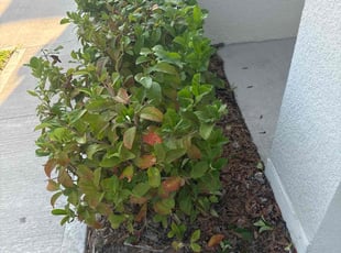 Bush Trimming by Karol Frisancho for Veronica B. in DeLand, FL
