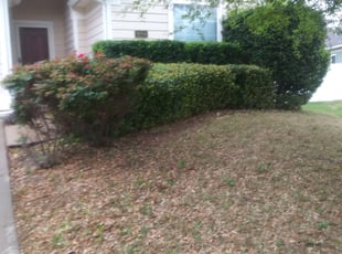 Bush Trimming by Michael Mastera for Katy C. in Fort Worth, TX