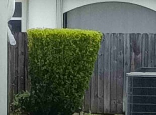 Bush Trimming by John Hernandez for ELIZABETH F. in Miami, FL
