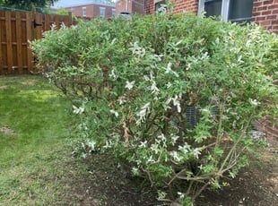 Bush Trimming by Makeda Lee Hylton for Angela S. in Philadelphia, PA