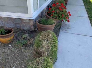 Bush Trimming by Edward Walsh for Nonso M. in San Bernardino, CA
