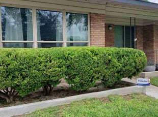 Bush Trimming by Vincent Vasquez for James B. in San Antonio, TX