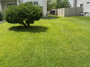Dennis s.'s Lawn Maintenance service result