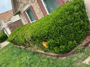 Bush Trimming by Tyler Humphrey for Jennifer C. in Fort Worth, TX