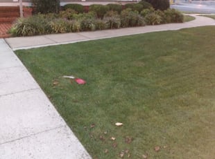 David M.'s Bush Trimming service result