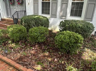 Bush Trimming by Fidel Rodriguez for Emily B. in Springfield, VA
