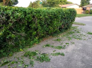 Bush Trimming by Rosalinda Vasquez for Gwendolyn Y. in Dallas, TX