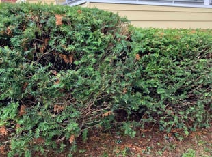Bush Trimming by Jonathan Driscoll for khurshid k. in Worcester, MA