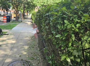Bush Trimming by Artavius Clark for Lydia H. in Washington, DC