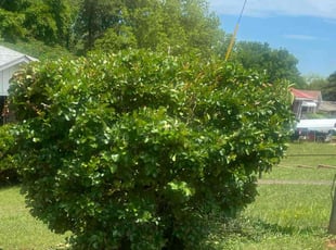 Bush Trimming by Jackie Dixon for Trent G. in Birmingham, AL