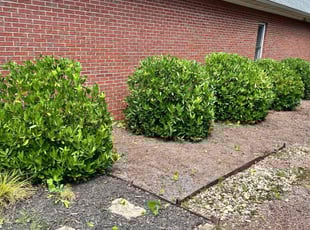 Bush Trimming by Marc Yero for Jeff s. in Kennesaw, GA