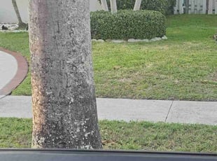 Bush Trimming by Nicholas Smith for Mia B. in Fort Lauderdale, FL