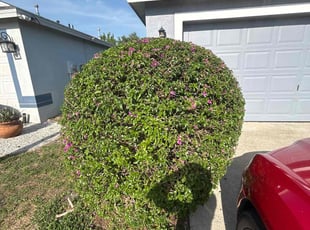 Bush Trimming by Ramon Taguja for Leniecia A. in Brandon, FL