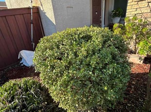 Bush Trimming by Luis Ocampo for Mae T. in Elk Grove, CA