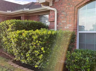 Bush Trimming by Severa Rosie Lara for Chad l. in Arlington, TX