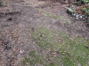 Cleanups by Dominique Ford for Carol S. in Renton, WA