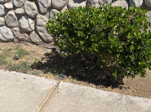 Bush Trimming by Samuel Benavides for Sarah S. in Moreno Valley, CA