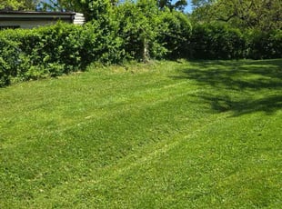 Sandra F.'s Lawn Mowing service result
