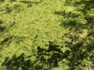 Cleanups by Joey Handley for Tim B. in Broken Arrow, OK