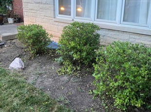 Bush Trimming by Marcus Grimes for Liz S. in Kettering, OH