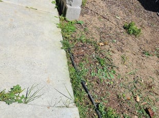 Weeding by Juan Rodriguez for Jeffrey M. in Elk Grove, CA