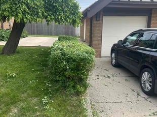 Bush Trimming by Xavier Thomas for Andrew L. in Milwaukee, WI