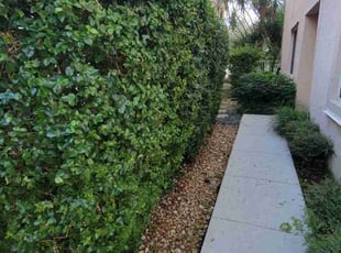 Bush Trimming by Kirk Henry for Jody G. in Boca Raton, FL