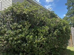 Bush Trimming by Michael Scipio for Dre B. in Columbia, SC
