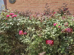 Bush Trimming by Artavius Clark for Jeron A. in Clinton, MD