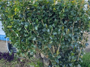 Bush Trimming by Danielle Patterson for Maiya M. in Virginia Beach, VA