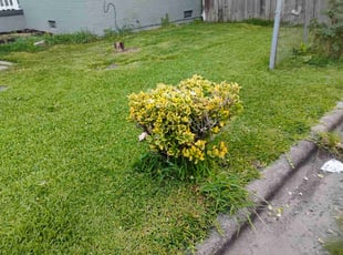Bush Trimming by Charles Dawkins for Darnell C. in Bessemer, AL