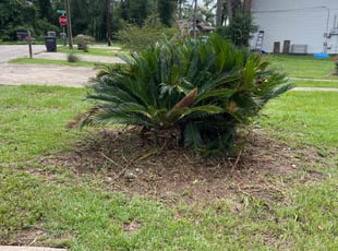 Bush Trimming by Ronald Wade for David k. in Tallahassee, FL