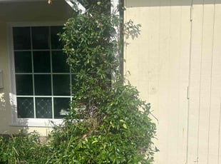 Bush Trimming by Martell Davis for Gaura T. in Los Angeles, CA