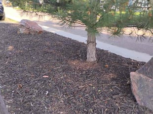 Weeding by Katherine Lopez Saavedra for Doug S. in Denver, CO