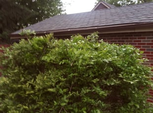 Bush Trimming by Charles Davis for MARY G. in St. Louis, MO