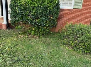 Bush Trimming by Erica Smedley for Jessica L. in Charlotte, NC
