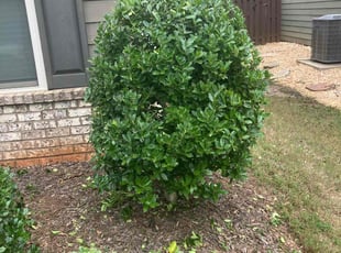 Bush Trimming by Andre Brown for Candace A. in Austell, GA