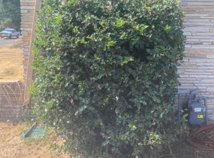 Bush Trimming by Darien Savoie for Jonathan P. in Lakewood, WA