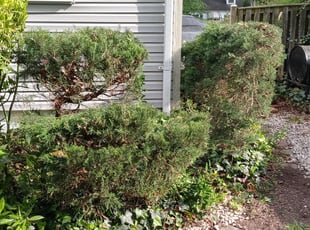 Bush Trimming by Dennis Joyner for Cecil M. in District Heights, MD