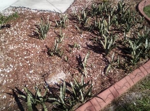 Weeding by Jeremy King for Esterlene J. in Riverview, FL