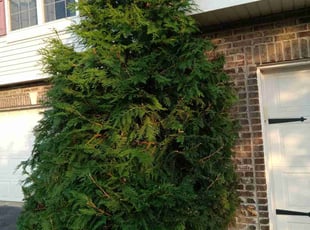 Bush Trimming by Daniel Burton for Michelle F. in Joliet, IL